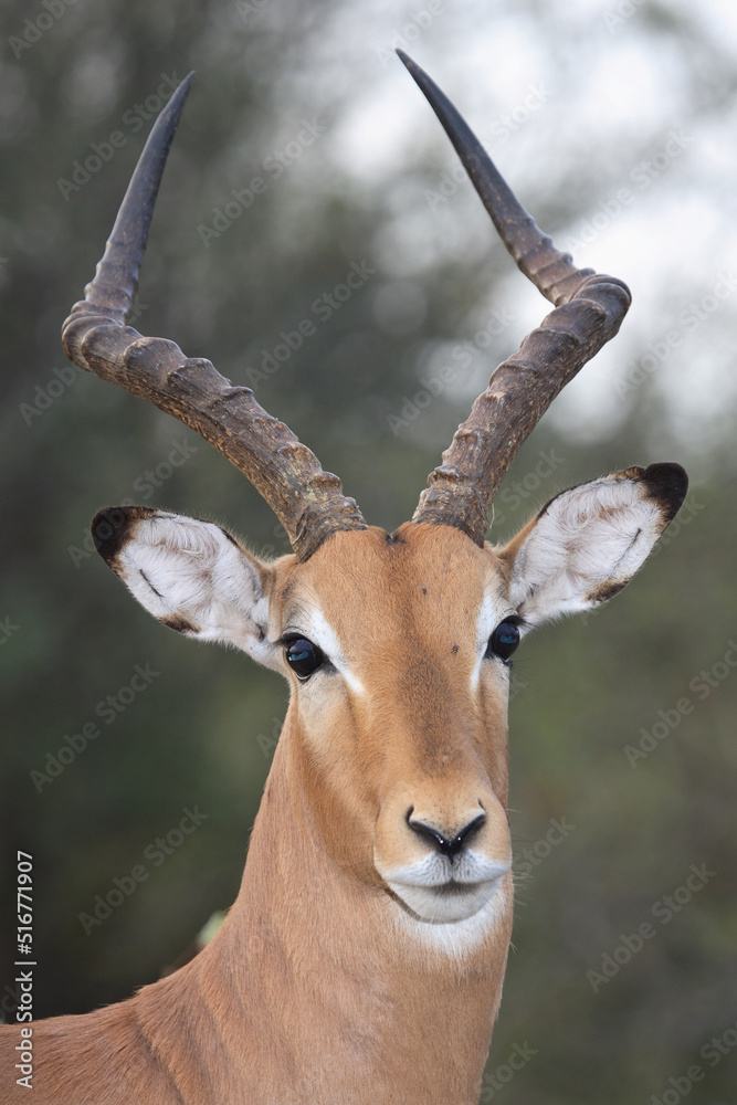 Naklejka premium Schwarzfersenantilope / Impala / Aepyceros melampus