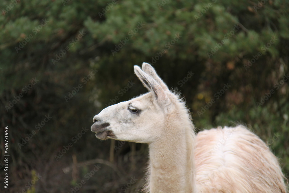 The Head and Large Ears of an Adult Llama Animal.
