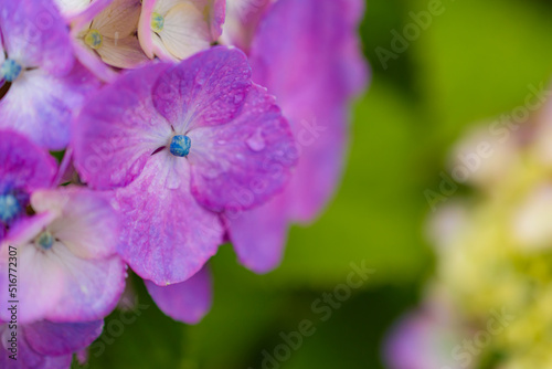 雨に濡れた紫陽花