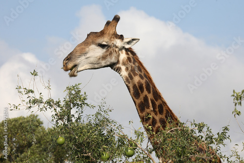 Photography Giraffe / Giraffe / Giraffa Camelopardalis