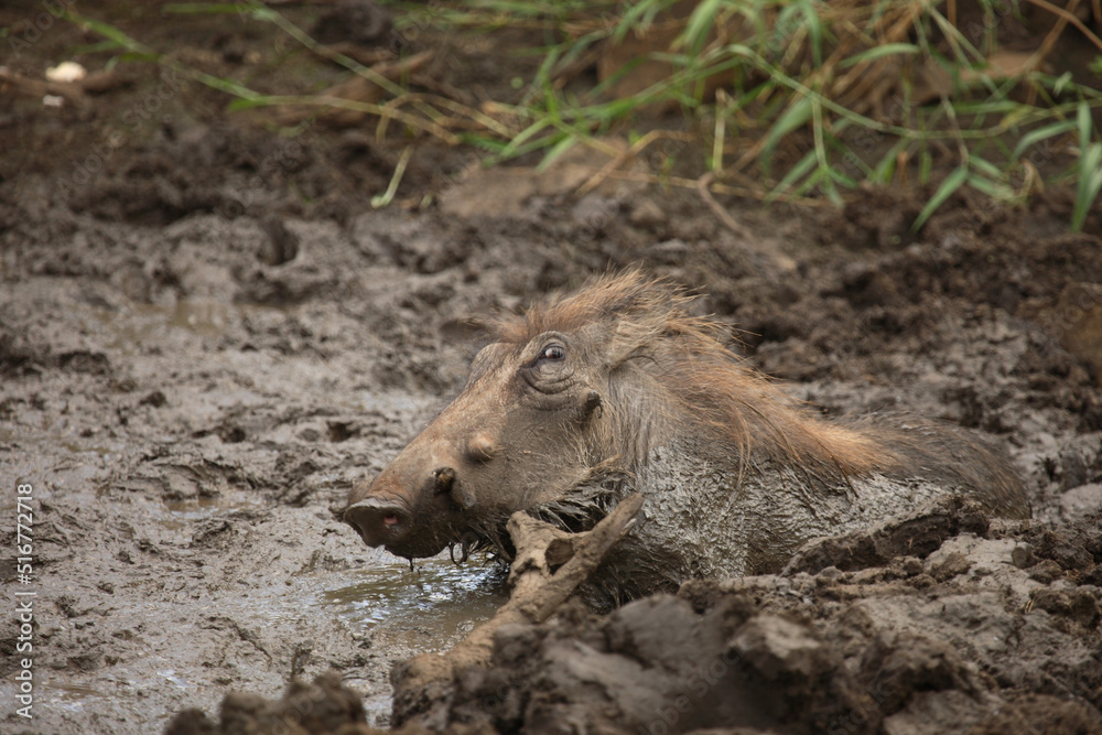 Warzenschwein / Warthog / Phacochoerus africanus. Warzenschwein / Warthog / Phacochoerus africanus.