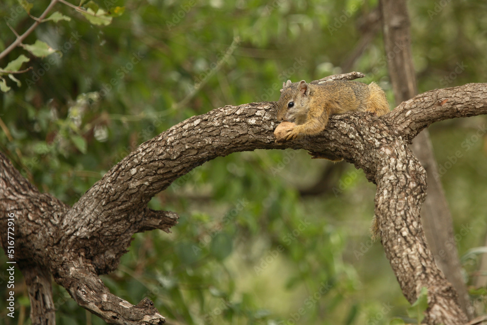 Ockerfußbuschhörnchen / Tree Squirrel / Paraxerus Cepapi