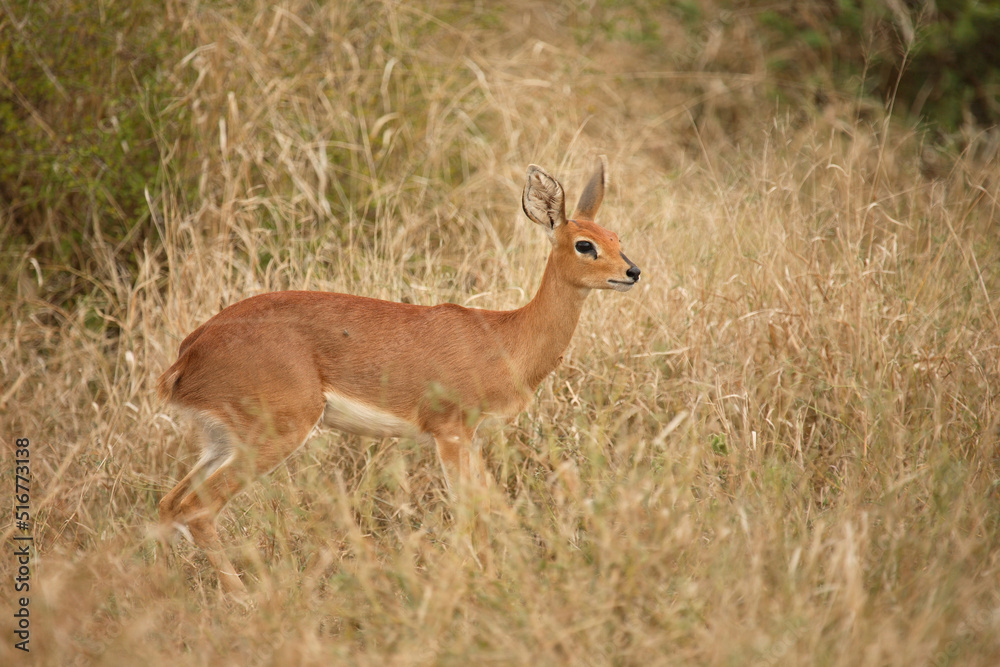 Afrikanischer Steinbock / Steenbok / Raphicerus campestris Afrikanischer Steinbock / Steenbok / Raphicerus campestris