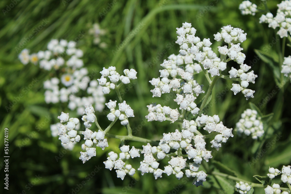 Wild quinine close-up at Somme Prairie Grove in Northbrook, Illinois Wild quinine close-up at Somme Prairie Grove in Northbrook, Illinois