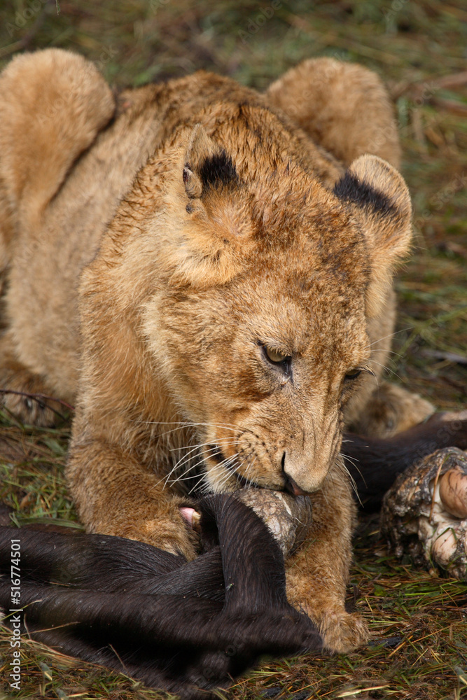 Fototapeta premium Afrikanischer Löwe / African Lion / Panthera Leo.