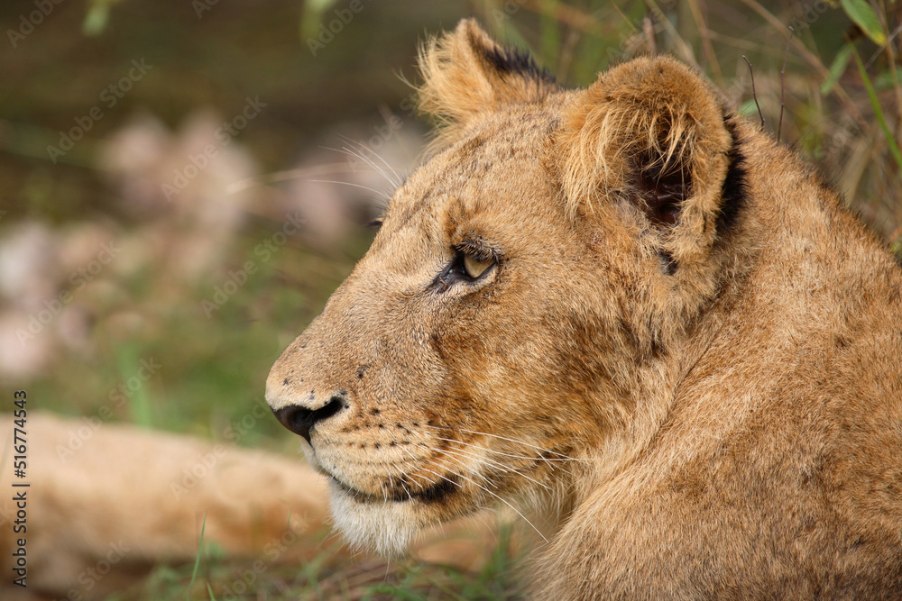 Afrikanischer Löwe / African Lion / Panthera Leo. Afrikanischer Löwe / African Lion / Panthera Leo.