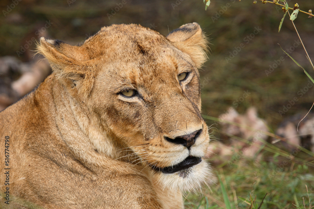 Afrikanischer Löwe / African Lion / Panthera Leo. Afrikanischer Löwe / African Lion / Panthera Leo.