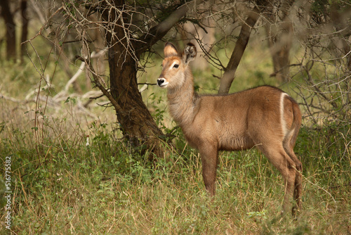 Wasserbock   Waterbuck   Kobus ellipsiprymnus