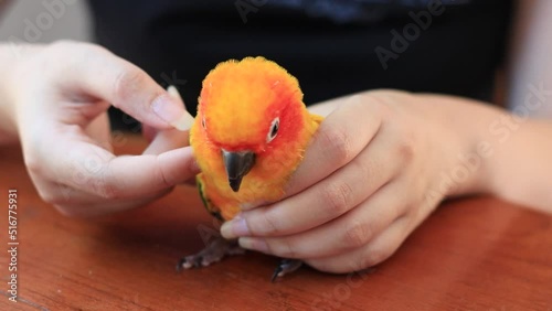 Close up of woman hands playing with a sun conure bird.