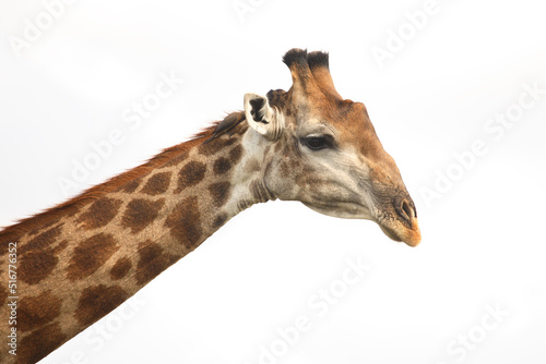 Canvas Print Giraffe / Giraffe / Giraffa Camelopardalis