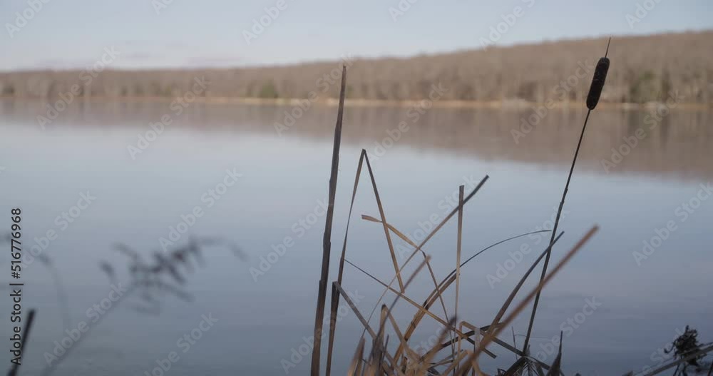 Grass on a Frozen Lake. Medium, Wide Shot with cattails in the foreground. Grass on a Frozen Lake. Medium, Wide Shot with cattails in the foreground.
