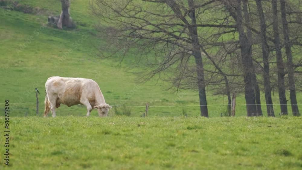 White meat cow grazing on green farm pasture on summer day. Feeding of cattle on farmland grassland White meat cow grazing on green farm pasture on summer day. Feeding of cattle on farmland grassland
