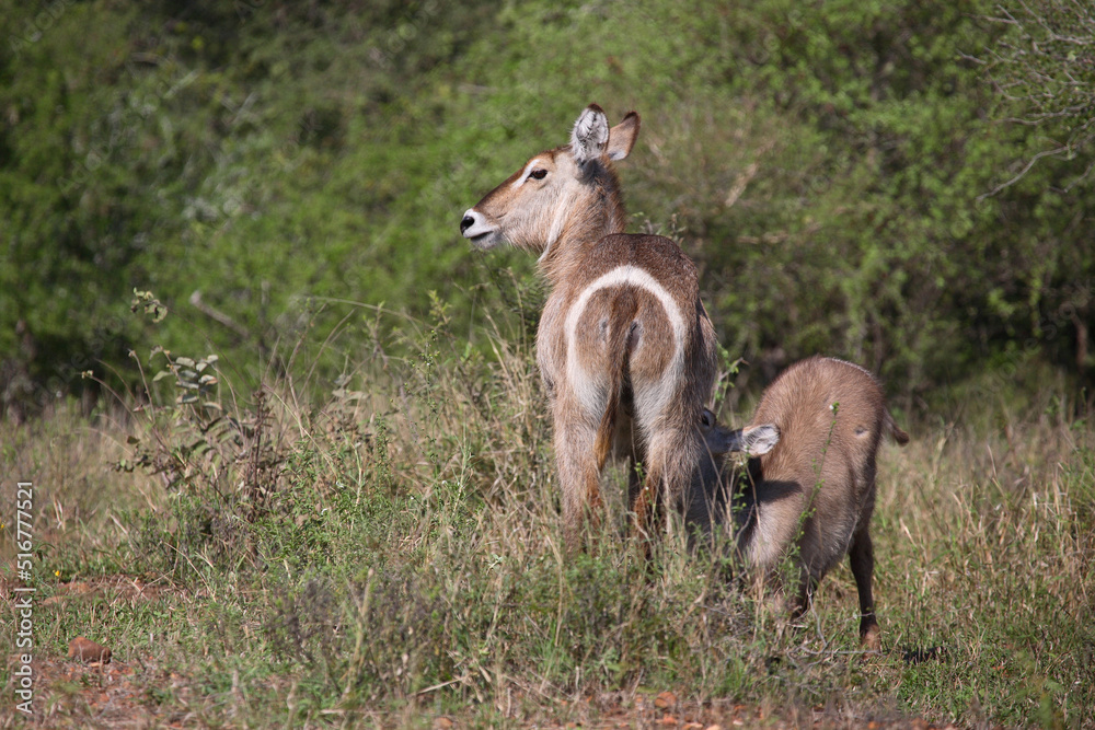 Wasserbock / Waterbuck / Kobus ellipsiprymnus Wasserbock / Waterbuck / Kobus ellipsiprymnus