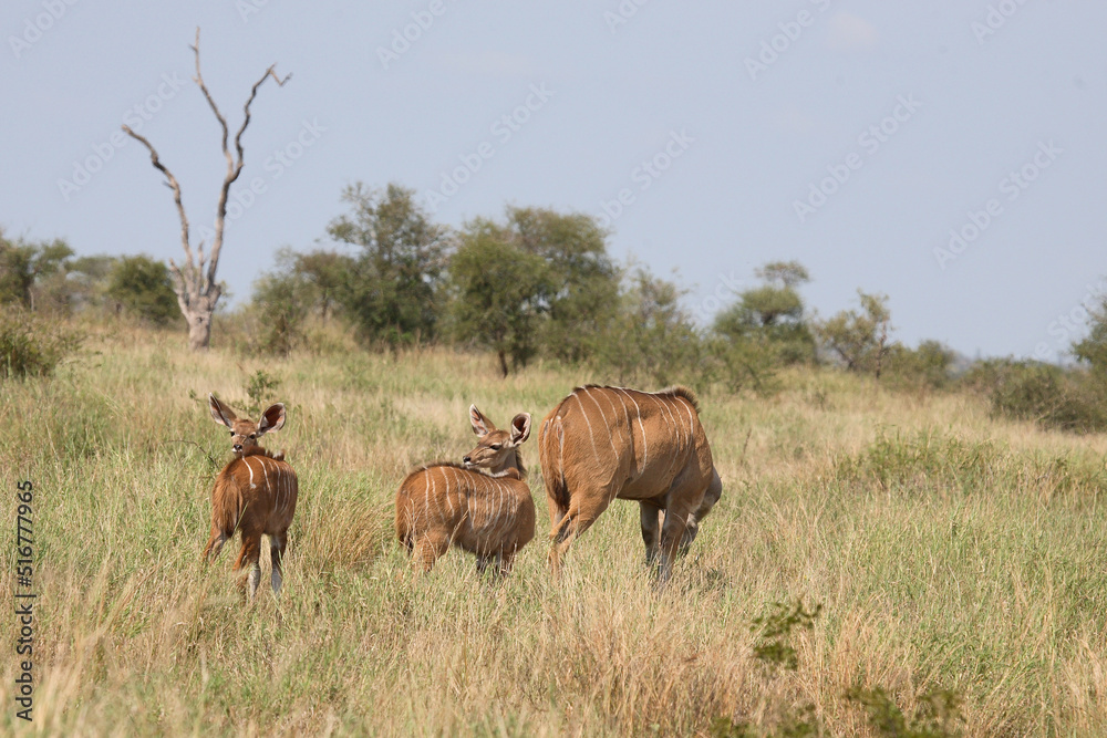 Großer Kudu / Greater Kudu / Tragelaphus strepsiceros. Großer Kudu / Greater Kudu / Tragelaphus strepsiceros.
