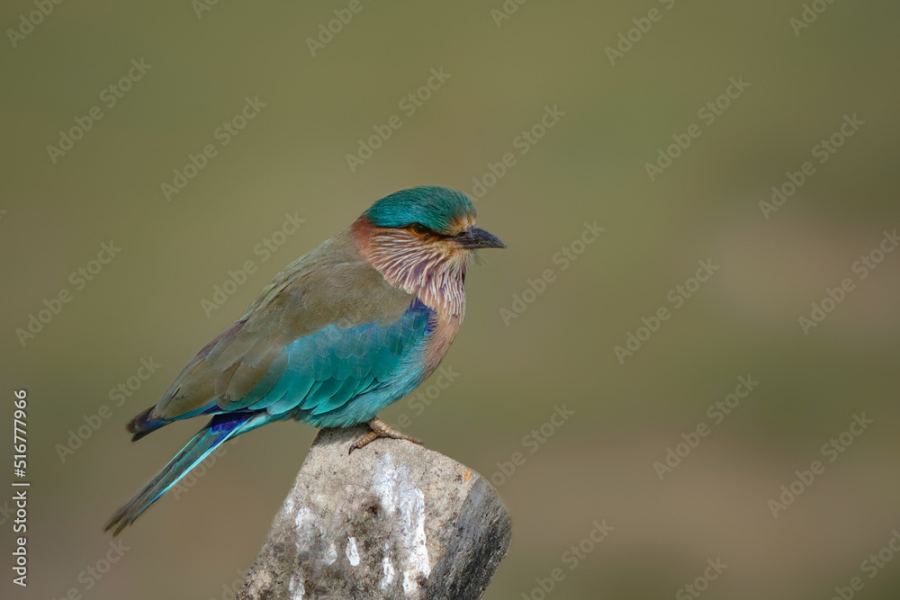 indian roller (Coracias benghalensis) beautiful portrait.