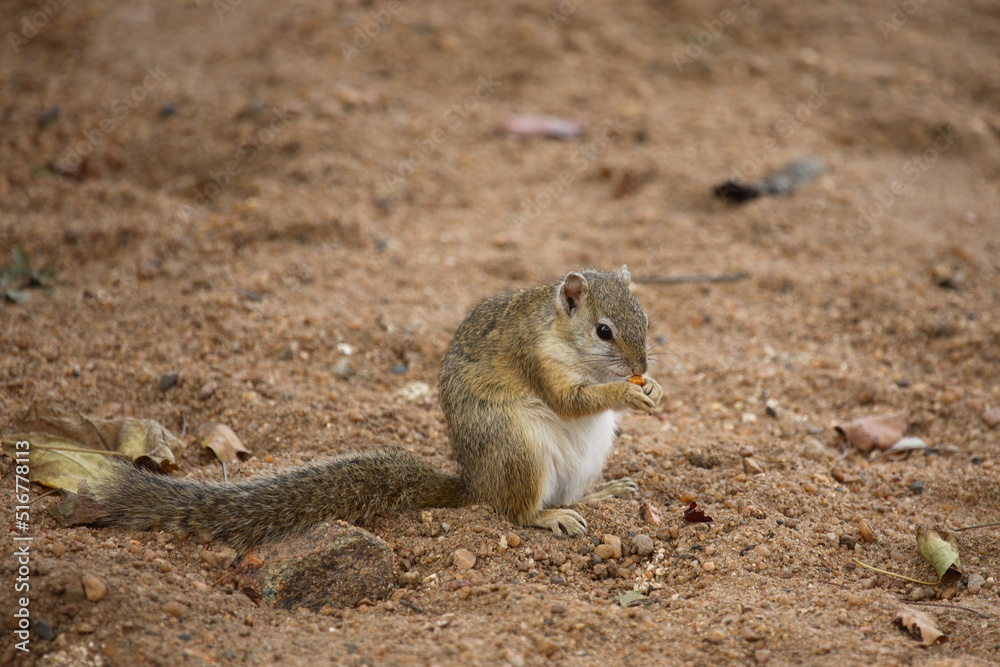 Ockerfußbuschhörnchen / Tree Squirrel / Paraxerus Cepapi Ockerfußbuschhörnchen / Tree Squirrel / Paraxerus Cepapi