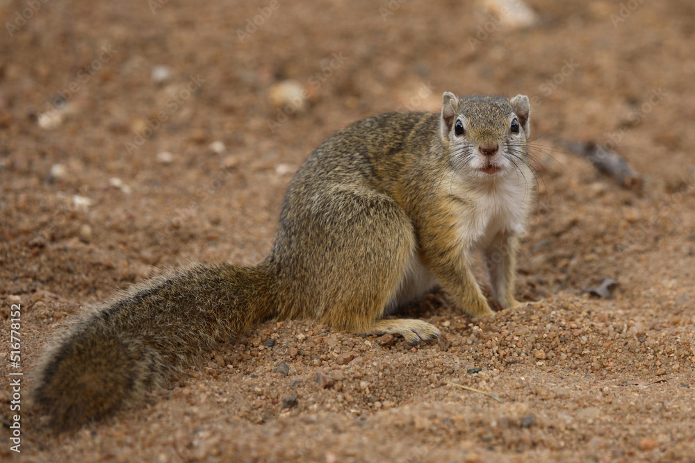 Ockerfußbuschhörnchen / Tree Squirrel / Paraxerus Cepapi Ockerfußbuschhörnchen / Tree Squirrel / Paraxerus Cepapi