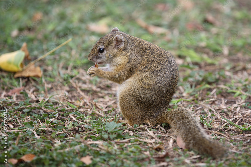 Ockerfußbuschhörnchen / Tree Squirrel / Paraxerus Cepapi Ockerfußbuschhörnchen / Tree Squirrel / Paraxerus Cepapi
