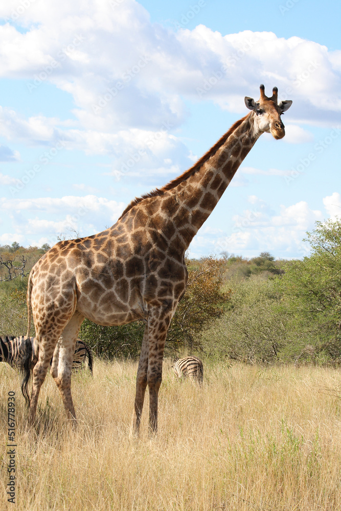Obraz premium Giraffe / Giraffe / Giraffa Camelopardalis
