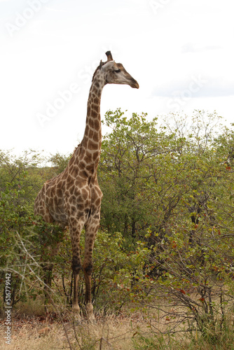 Giraffe   Giraffe   Giraffa Camelopardalis