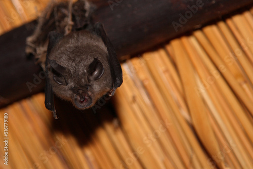 Kaphufeisennase / Cape horseshoe bat / Rhinolophus capensis photo