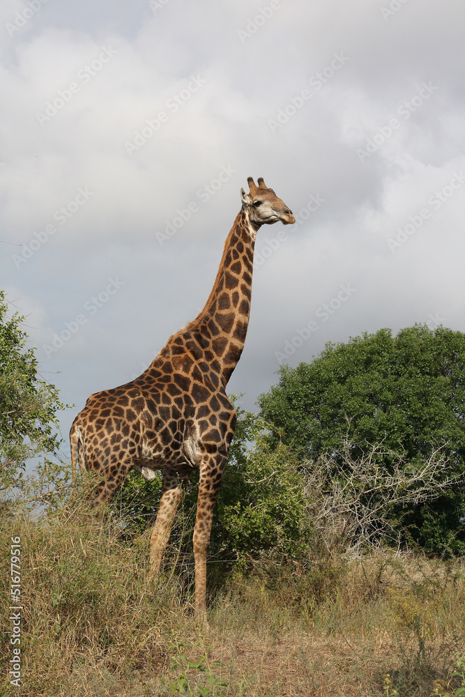 Giraffe / Giraffe / Giraffa Camelopardalis