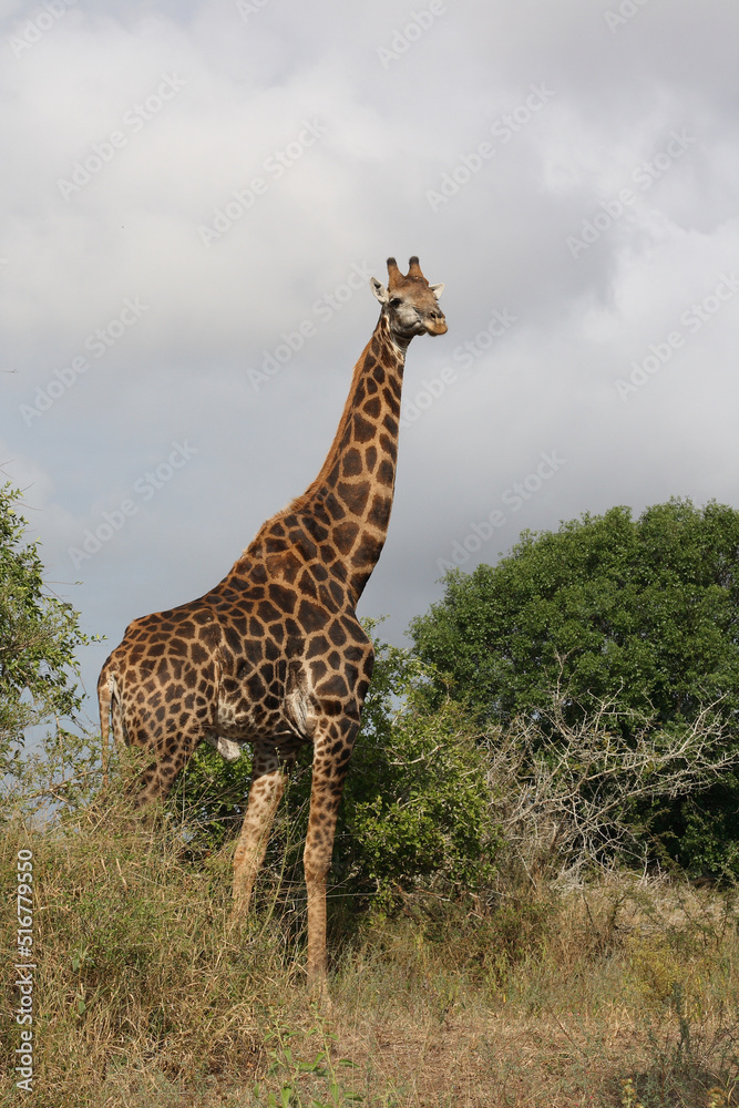 Fototapeta premium Giraffe / Giraffe / Giraffa Camelopardalis