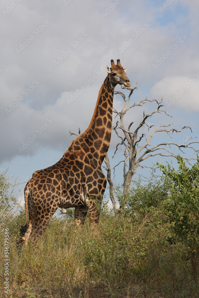 Fototapeta premium Giraffe / Giraffe / Giraffa Camelopardalis
