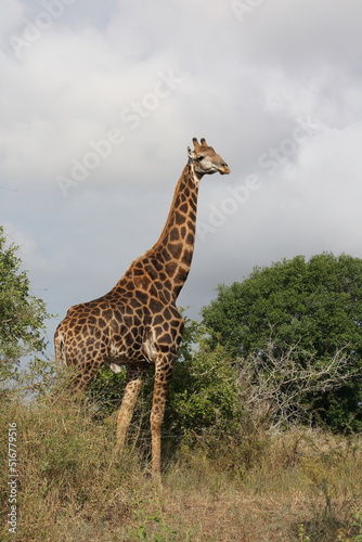 Giraffe   Giraffe   Giraffa Camelopardalis