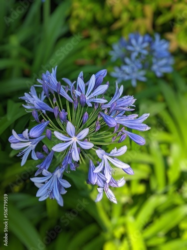 close up of a blue flower