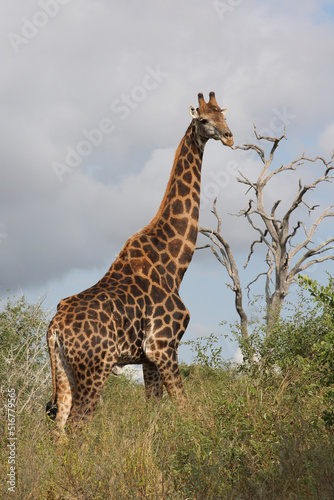 Giraffe / Giraffe / Giraffa Camelopardalis