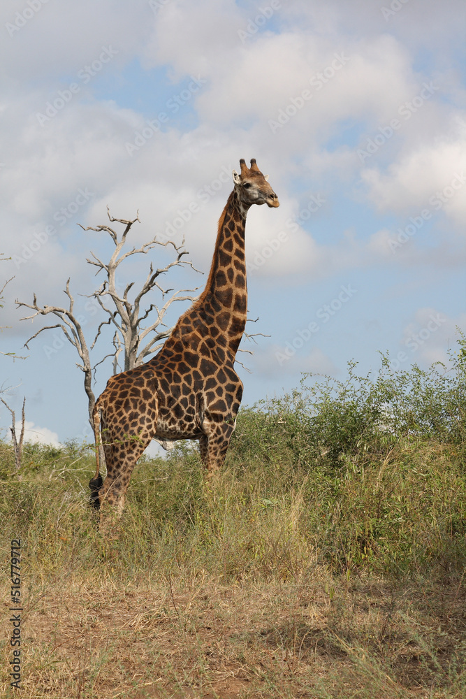 Giraffe / Giraffe / Giraffa Camelopardalis Giraffe / Giraffe / Giraffa Camelopardalis