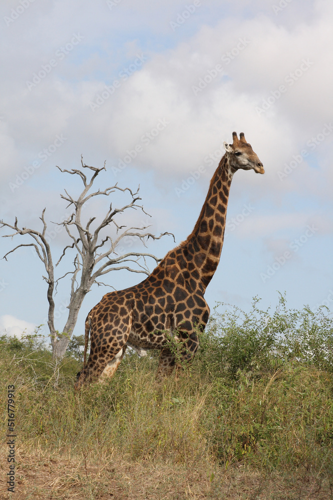 Obraz premium Giraffe / Giraffe / Giraffa Camelopardalis