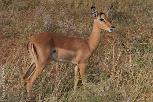 Schwarzfersenantilope / Impala / Aepyceros melampus