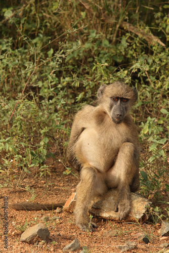 Bärenpavian / Chacma Baboon / Papio ursinus.