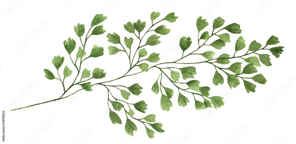 forest fern branch watercolor white background