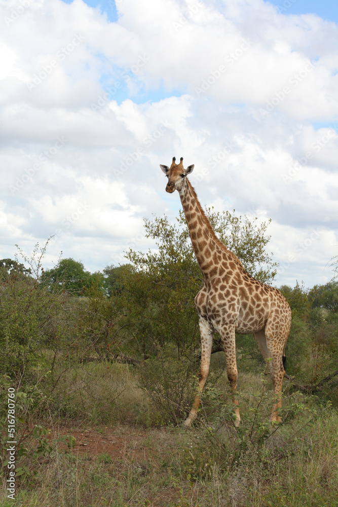 Obraz premium Giraffe / Giraffe / Giraffa Camelopardalis