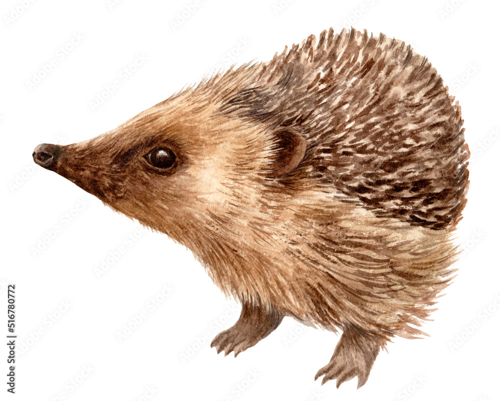 Fototapeta premium cute hedgehog realism watercolor white background