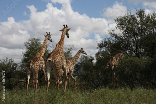 Photography Giraffe / Giraffe / Giraffa Camelopardalis