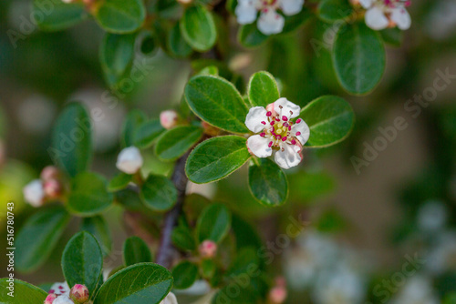 Bearberry cotoneaster Radicans white flower - Latin name - Cotoneaster dammeri Radicans photo