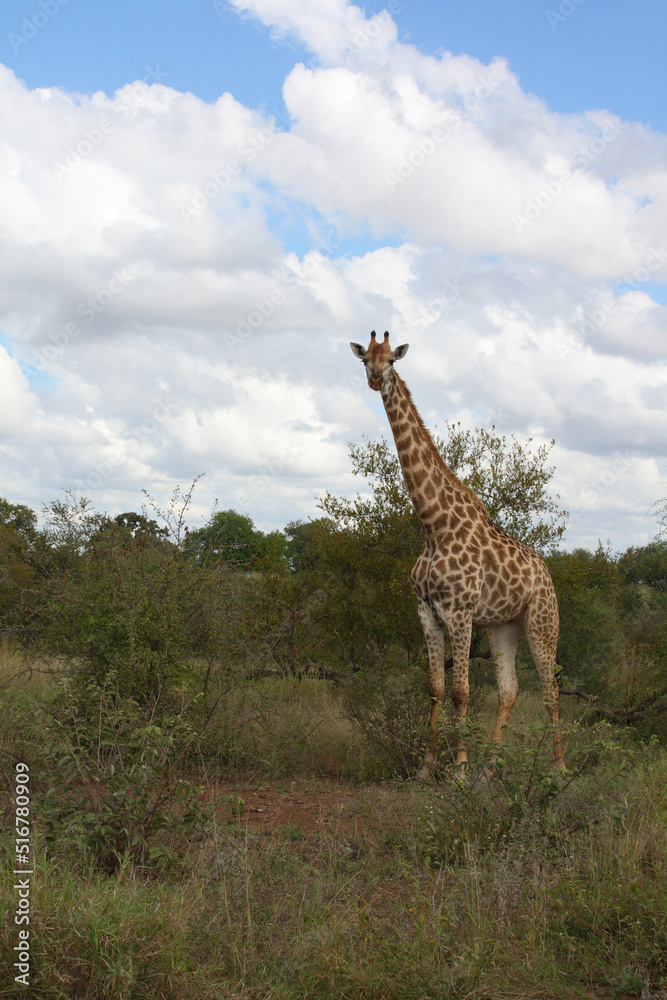 Obraz premium Giraffe / Giraffe / Giraffa Camelopardalis