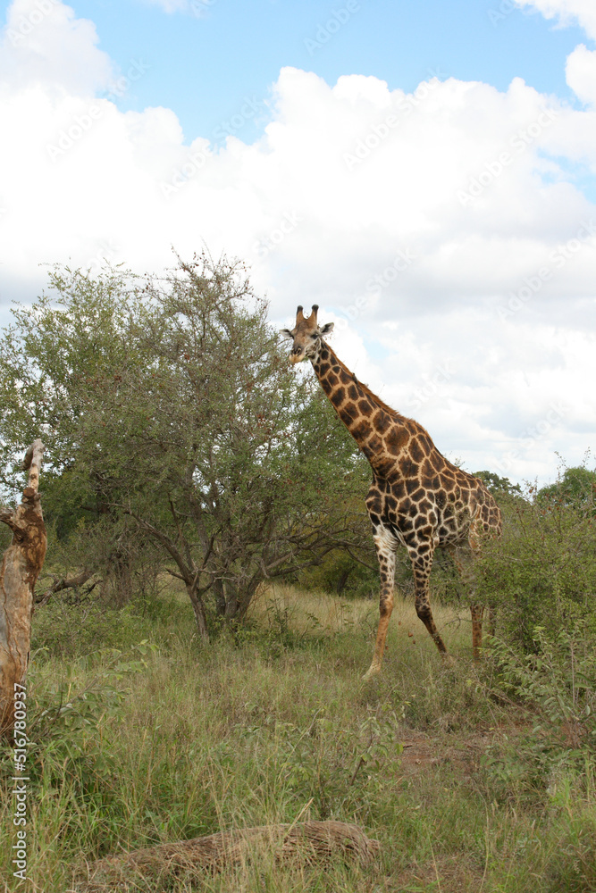 Fototapeta premium Giraffe / Giraffe / Giraffa Camelopardalis