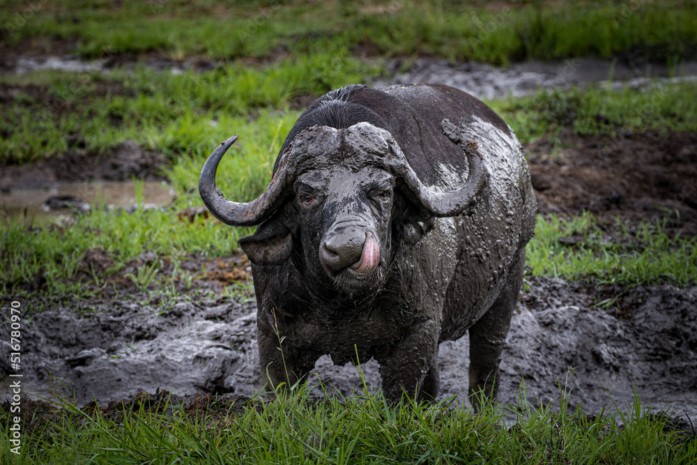 Obraz premium Cape Buffalo in the Mud 