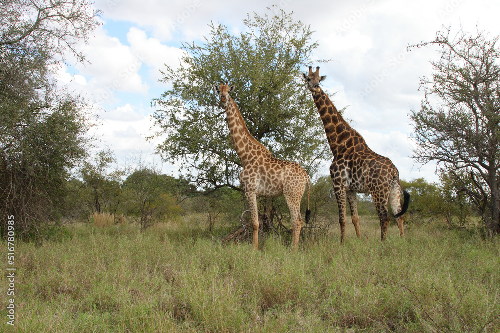 Giraffe / Giraffe / Giraffa Camelopardalis Giraffe / Giraffe / Giraffa Camelopardalis