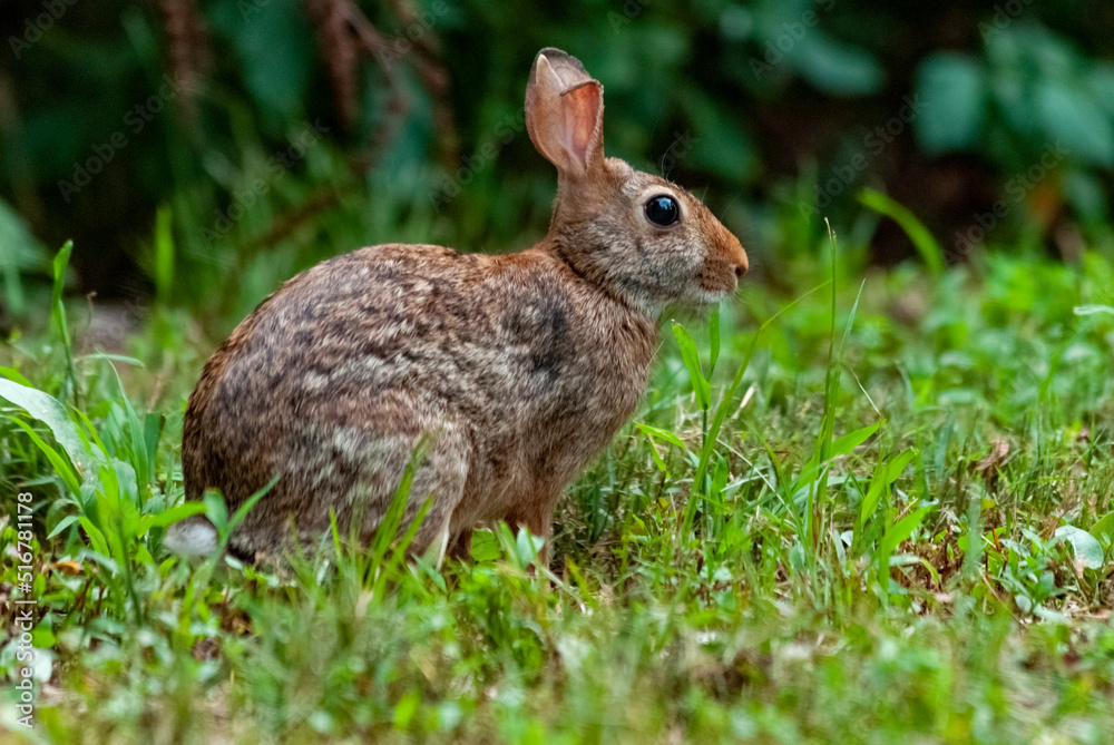 Eastern Cottontail rabbit sitting in the grass Eastern Cottontail rabbit sitting in the grass
