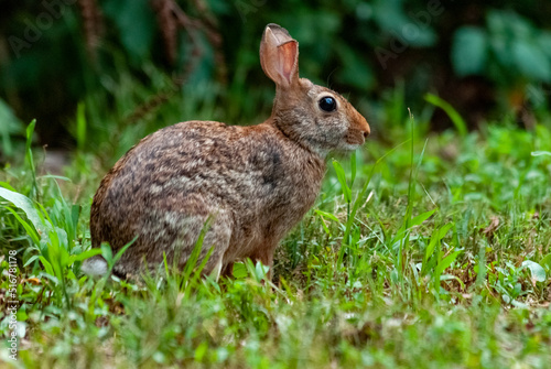 Eastern Cottontail rabbit sitting in the grass © Chris Davidson
