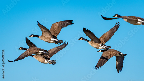 Canada Geese flying in flock
