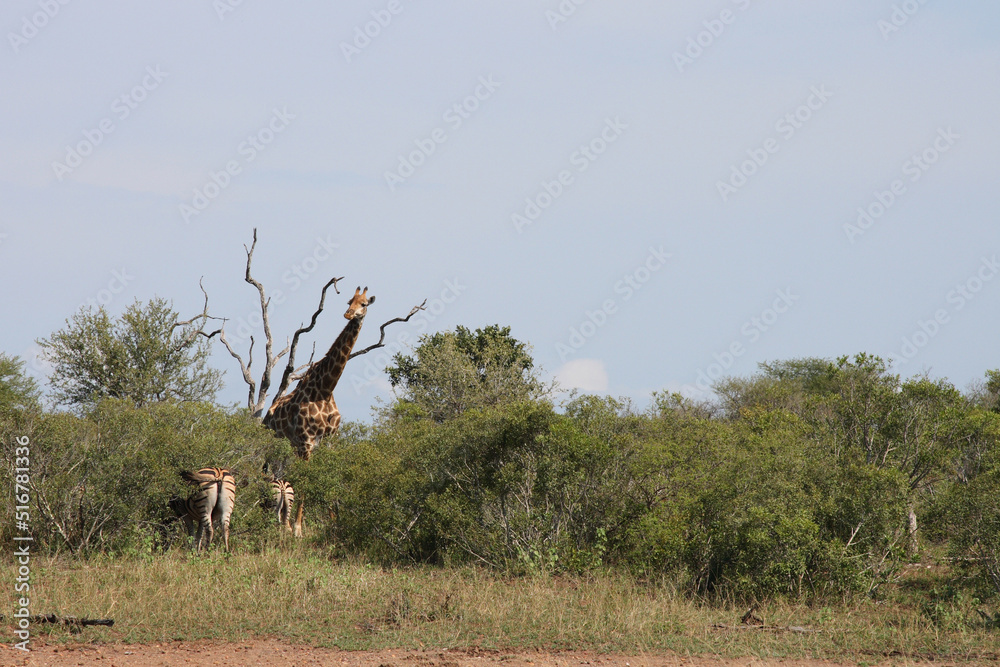 Giraffe und Steppenzebra / Giraffe and Burchell's zebra / Giraffa Camelopardalis et Equus burchellii Giraffe und Steppenzebra / Giraffe and Burchell's zebra / Giraffa Camelopardalis et Equus burchellii