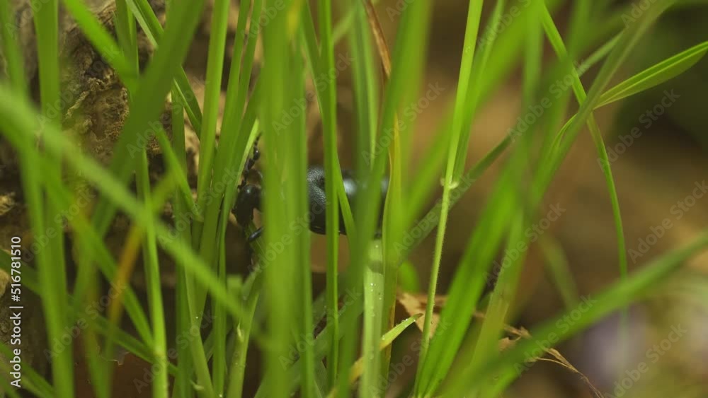 European oil beetle Meloe Proscarabaeus feeding on European oil beetle Meloe Proscarabaeus feeding on