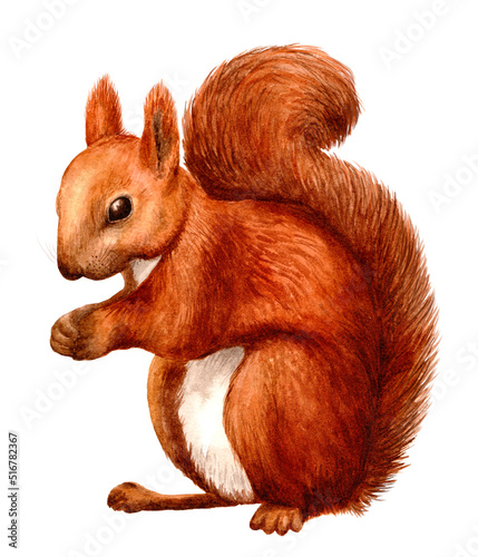 red squirrel sitting realism watercolor white background